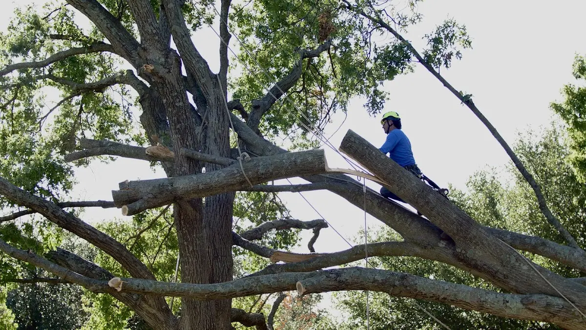 Professional Hazardous Tree Removal performed by certified arborists in Leakesville